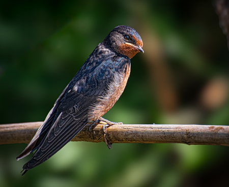 The swallow bird.
