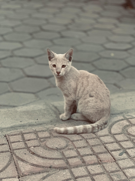 A beige-colored cat stands on a Cairo street sidewalk