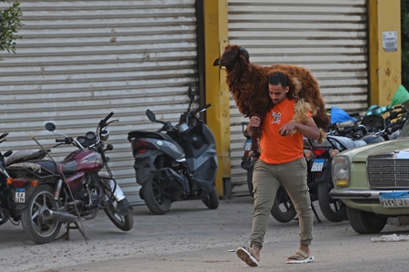 A man walking down the street carrying a sheep