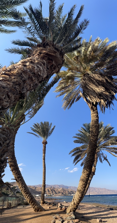 Palm trees and the sky.