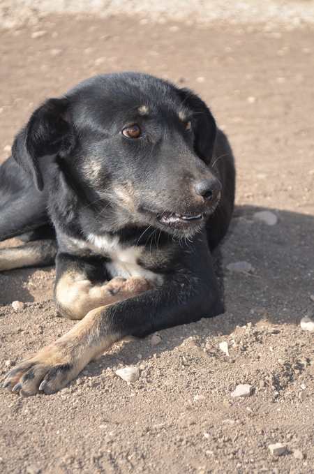 a black dog laying on the ground