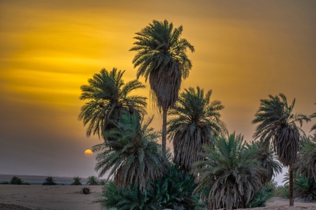 Palm trees in the desert