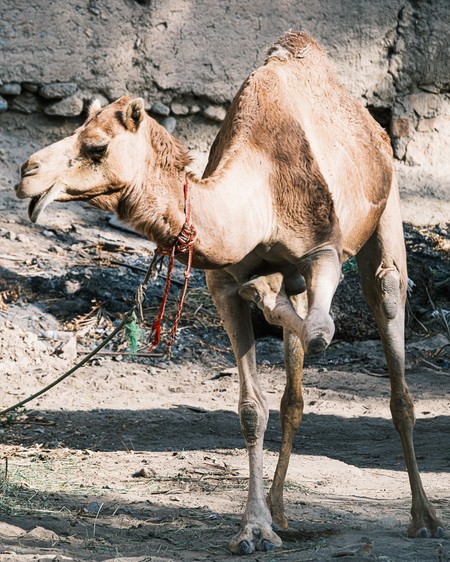 camel