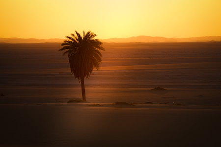 A palm tree in the desert at sunset