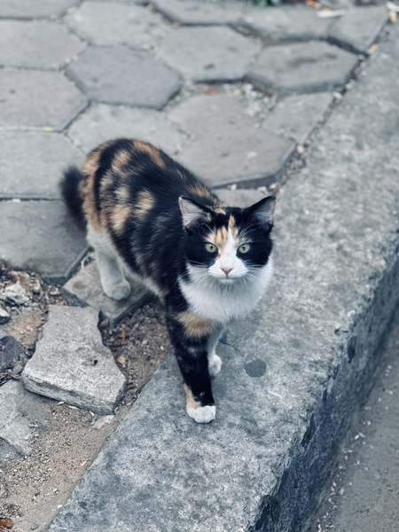A cat standing on the sidewalk in one of Cairo’s streets.