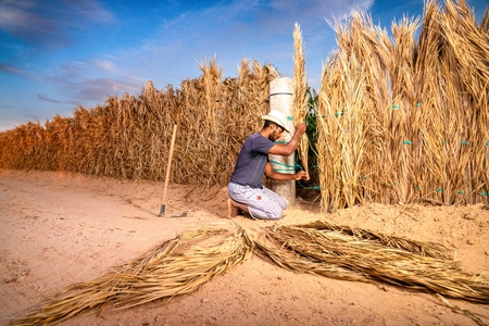 Fortresses of Palm and Reed