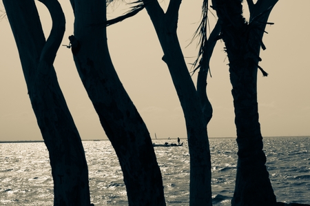 Silhouette of trees and a boat in the Brullus Lake Kafr El Sheikh-Egypt.