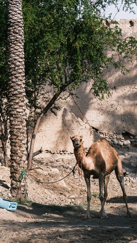 Camel tied to a palm tree